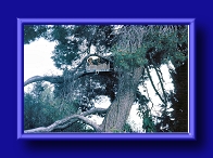 Thumbnail Tree ornament declaring the angelic pronouncement Glory to God in the Highest at Shepherds Field